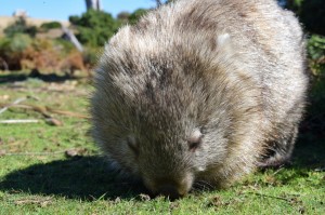 Wombat